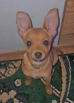 Predam Kríženec čivava