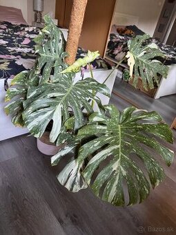 monstera thai velka