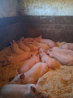 Predám odstavčatá