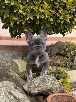 Francuzsky buldoček blue tan fenka