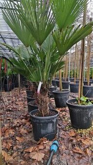 Trachcarpus wagnerianus -17