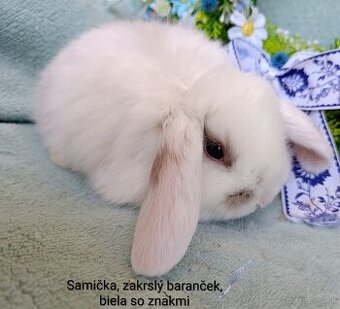 Zakrslý baranček satén s VP samček, biely so znakmi