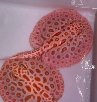 Potamotrygon red base black diamond