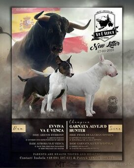 Bull terrier / Bullterrier / Bulterier šteniatka /FCI