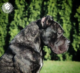 Cane corso