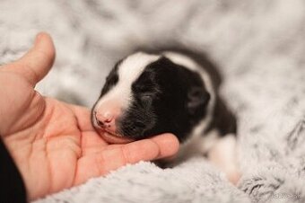 Karelský medvedí pes - šteniatka