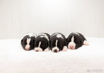 Karelský medvedí pes - šteniatka