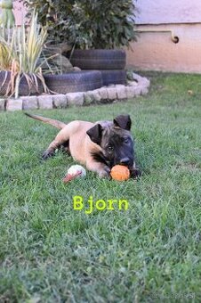 Belgický ovčiak Malinois s PP