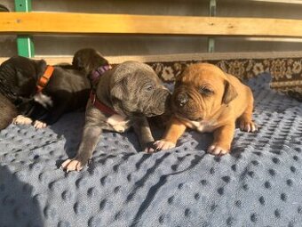 Americký stafordsirsky terier, Stafford, amstaf