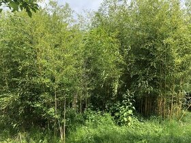Bambus - AKCIA
