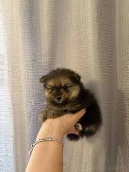 Pomeranian psík