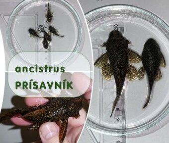 Prísavníci - Ancistrus – párik + malé rybky