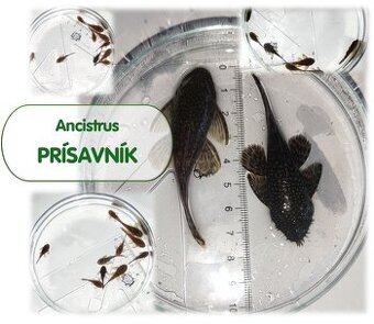 Prísavník - Ancistrus – párik + malé rybky