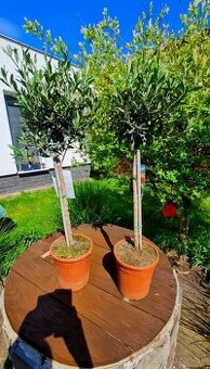 Oliva europska / Olea Europea