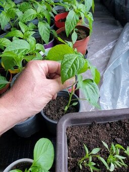 Extra štipľavé chilli