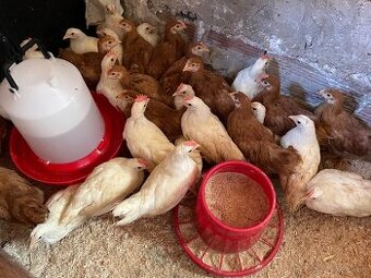 5 týždňové Leghorn biely a gazdovska hempsirka