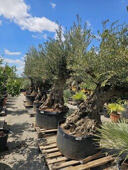 Citrusy palmy olivovniky bananovniky juky agave