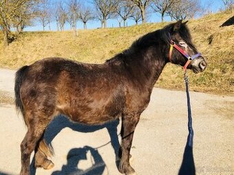 Predam pony