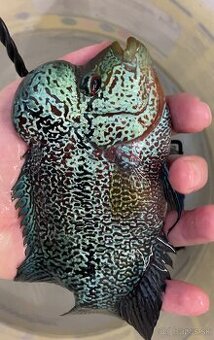 Flowerhorn samček č.2