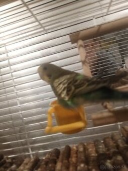 Predám andulku ❗❗