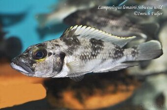 Kúpim cichlidy Lamprologus lemairii Sibwesa .