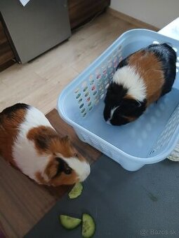 Darujem dve morčatá.