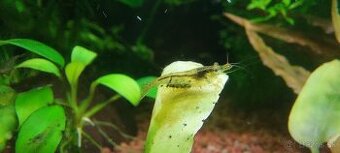 Predam krevety 0,4€ / ks