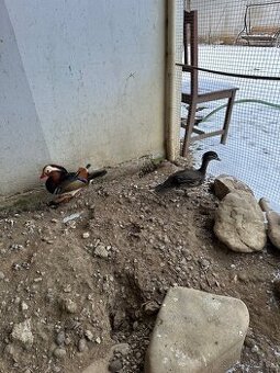 Kačičky Mandarínske