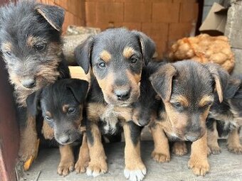 Predám šteniatka – kríženec jagdterrier × foxterrier