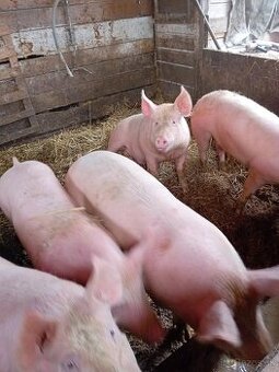 Predám prasata na zabitie