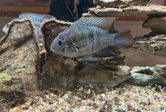 Cichlidy