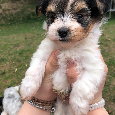 Predám Yorkshire Biwer Terrier