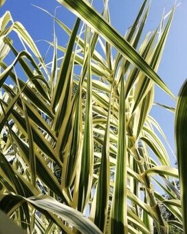 Okrasná pásikavá tráva Arundo Donax Variegata