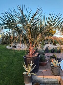 Butia eriospatha
