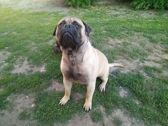 Bullmastiff