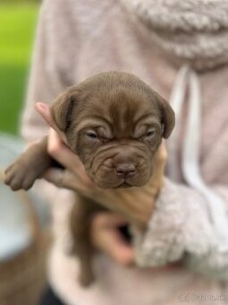 Bandog