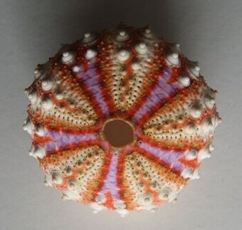 Vzácný mořský ježek