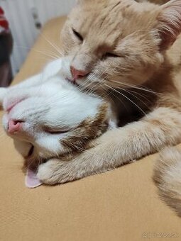 Darujem kocúra a mačku 🐾