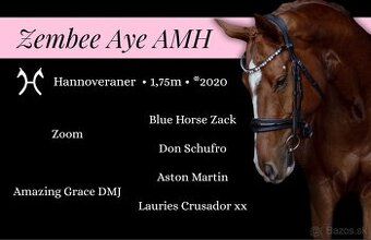 Nádherný 5r valach do športu