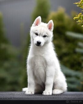 Exkluzívna fena sibírsky husky s PP