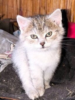 Mačiatka hľadáme domov