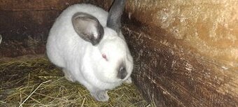 Nitriansky králik.a Meklenburský králik - 1