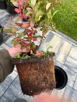 Sadenice kanadskej čučoriedky