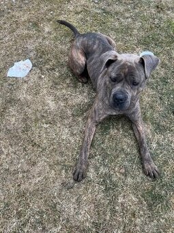 Bandog