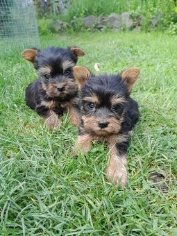 Yorkshirsky terier - mini yorky