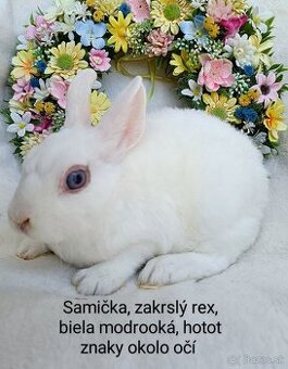Zakrslé ( zdrobnené) rexy s VP samičky