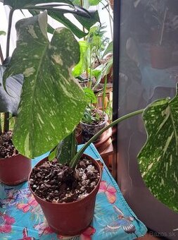 Monstera Thai