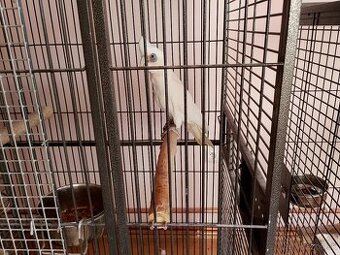 1.1 kakadu naholici