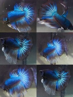 Betta Splendens - Bojovnica Pestrá.