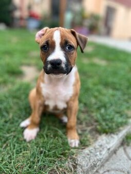 Americký stafordšírsky teriér